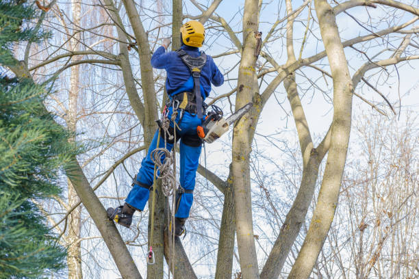 How Our Tree Care Process Works  in  Eastwood, MI